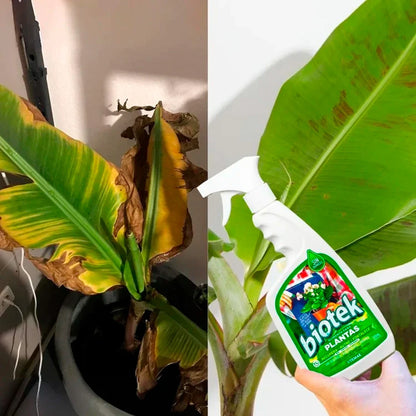 Alimento para Plantas Biotek: de plantas débiles a frondosas y resistentes 🌱