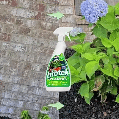 Alimento para Plantas Biotek: de plantas débiles a frondosas y resistentes 🌱