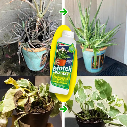 Alimento para Plantas Biotek: de plantas débiles a frondosas y resistentes 🌱
