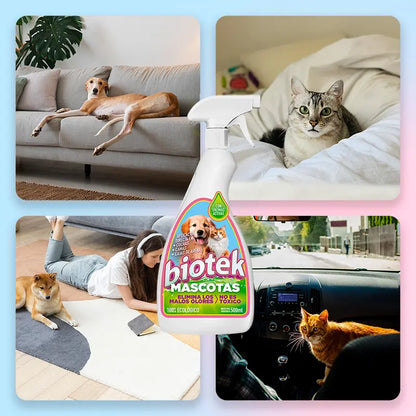 Biotek Mascotas: elimina olores y manchas sin dañar superficies